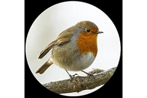 Parastone Museum Collection Domed Glass Paperweight - Robin