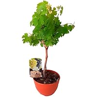 Frutales | Amazon.es