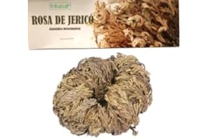 Rose de Jéricho INKANAT, la plante qui ressuscite et de la prospérité.