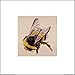 Produktbild 1art1 86150 Tiere - Biene, Lily Greenwood Poster Kunstdruck 30 x 30 cm