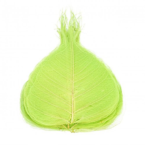 NaDeco® Skelettblätter grün 30 Stk. | Skelett Blätter | Willowblätter | getrocknete Blätter | Dekoblätter