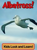 Image de Albatross! Learn About Albatross and Enjoy Colorful Pictures - Look an
