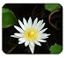 Produktbild Seerose Grün Sommer Nature Poster Design Gummi rechteckig Mauspad