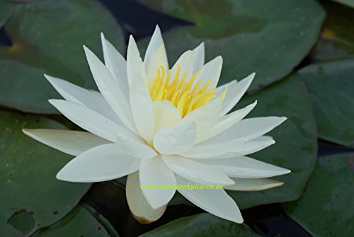 Mühlan – 7 Bund / Portionen Wasserpest für den Gartenteich, Sauerstoffpflanzen für den Teich, winterharte Sorte - 7