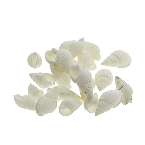 Miniatur Garten Sand Strand Landschaft Verzierung Muschel Fertigkeit Dekor Kleine weiße Schnecken - 4
