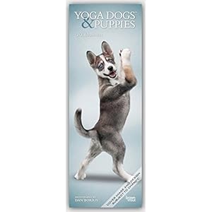 Yoga Dogs & Puppies 2016: Original BrownTrout-Kalender - Slimline [Mehrsprachig] [Kalender] (Slimline-Kalender)
