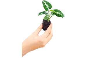 PLNTS - Baby Syngonium Wendlandii - Zimmerpflanzen, Pflanzen Echt, Nachhaltige Verpackung - 3cm Stecklinge - Höhe 12cm - Direkt von der Gärtnerei