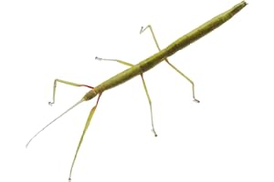 Indian Stick Insects, 8-10cm, Set of 5, Comes with Leaves for Feeding, 12 Months Lifespan, Beginner Care Level
