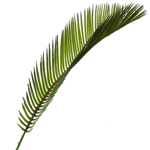 Set aus 3, 41 cm, Cycas Palmenblättern-Deko-Blätter - 4
