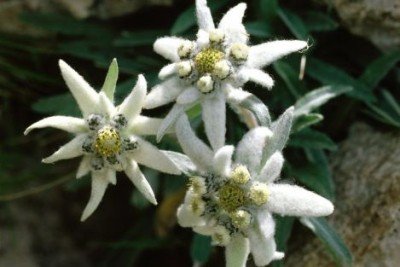 150 Samen Alpen-Edelweiß (Leontopodium alpinum) Edelweiss