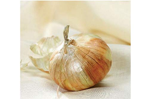 Preisvergleich Produktbild PLAT FIRM GERMINATIONSAMEN: 400 Samen: USA-VERKÄUFER F1 Maui Onion Hybrid