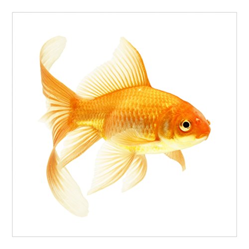 Apalis Kindertapeten Vliestapeten Frau Goldfisch Fototapete Quadrat | Vlies Tapete Wandtapete Wandbild Foto 3D Fototapete für Schlafzimmer Wohnzimmer Küche | Größe: 240×240 cm, gelb, 97669 - 2