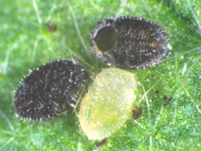 600 Stück EF Schlupfwespen – Nützlinge gegen die weiße Fliege - 2