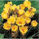 5: 100 Stücke Safran Samen, Safran Blumensamen, Safran Krokus Samen, Garten Blumen Pflanze, Bonsai Balkon Blume Pflanzen
