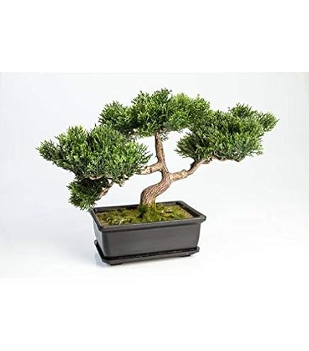Ficus Bonsai Artificiale ROMILDA In Ciotola - Pianta Finta Da Interno, Altezza 45 Cm, Verde, Per Ufficio E Casa, Decorazione Senza Manutenzione