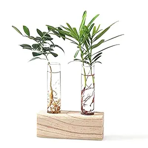 Desi Rang Two Glass Tube planters with Wooden Stand for Small Plants, d