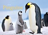 Image de Pinguine 2014