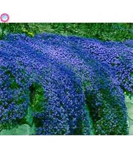Shopvise 100 Graines Fleur Thym Rampant Ou Arabette Bleue – Vivace Couvre-Sol Facile Jardin