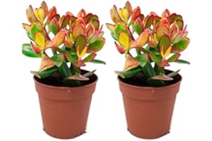 DECOALIVE Dos Plantas Crassula Ovata Suculentas Naturales Plantas de Jade o Árboles de Jade