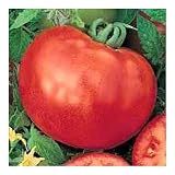 Tomate montecarlo hÃ­brido f1 - gourmet de tomate - 10 seedsplant