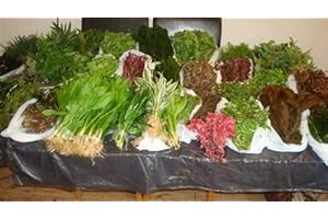 GENERIC 25 Aquarium Plants Live Weighted Aquatic Tropical Freshwater Coldwater for Fish Tank, Decorative Plants Bundle Weights (5 Bunches of 5 Plants) Mixed Pack aquaruim Live Plant Multi Real