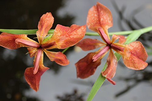 Sumpfschwertlilie rot (Iris fulva) – Teichpflanzen Teichpflanze - 2