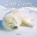 Sweet Dreams 2020: Broschürenkalender mit Ferienterminen. Süß schlafende Tiere. 30 x 30 cm by 