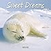 Sweet Dreams 2020: Broschürenkalender mit Ferienterminen. Süß schlafende Tiere. 30 x 30 cm by 
