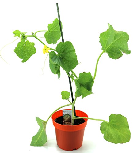 Zuckermelonen Pflanze, frische Zuckermelone aus der Gärtnerei Enseleit!