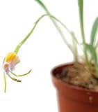 blühfähige Masdevallia paivaeana - seltene duftende...