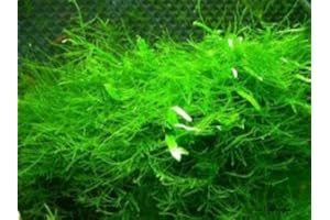 1 paquete Java moss - Vesicularia dubyana -Taxiphyllum barbieri - Plantas de acuario (4x6 cm)