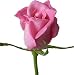 Produktbild Aromatix Premium ROSE Kerze Machen Duftöl - Hochkonzentrierte -10 ml
