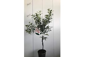 VIVEROS LA DAMA Mandarino - Maceta 22cm. - Altura total aprox. 1'2m. - Planta viva - (Envíos sólo a Península)