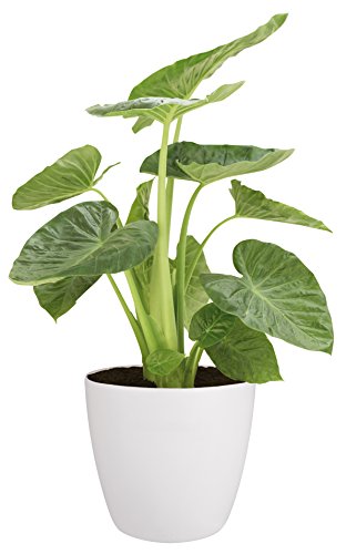 elho Brussels Rund Rollen Blumentopf 47cm – Weiss - 2