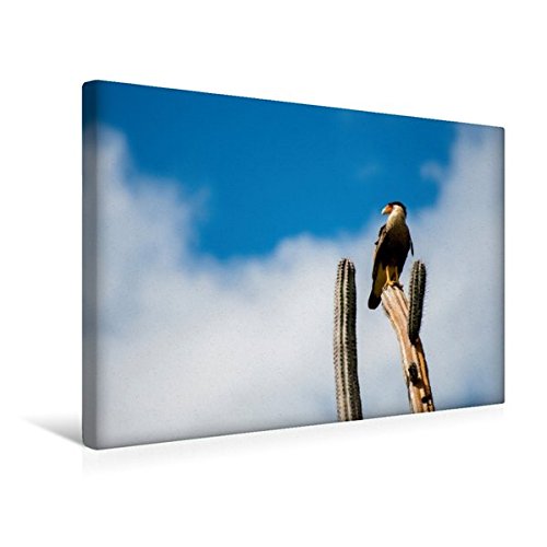 Premium Textil-Leinwand 45 cm x 30 cm quer, Ein Motiv aus dem Kalender Trauminsel Curaçao | Wandbild, Bild auf Keilrahmen, Fertigbild auf echter Leinwand, Leinwanddruck: Schopfkarakara (CALVENDO Orte)