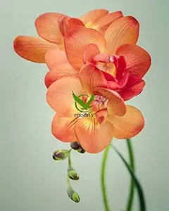 FERNSFLY IMP. Double Freesia | Freesias Excellent Quality Double Flower Bulbs for Aromatic Flowers Home indoor Outdoor Gardening Plants Flowering Bulbs (Pack Of 6, The Double Peach Freesia)