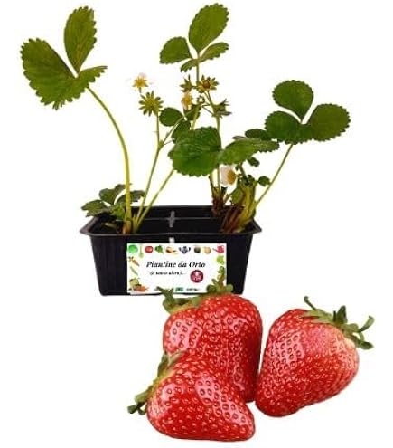 Piantine Per Orto In Offerta 4 Piantine Di - Kit Orto, Pronto Per Trapianto, Vivaio Italiano Pomodoro Tondo - 5