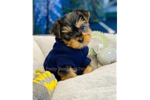 PRETTY PAMPERED PETS UK Small Chihuahua Clothes Puppy Dog Coat Knit Jumper Cosy Teacup Small Miniature Breeds (Small, Navy)