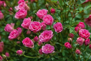 Topfrose duftend gefüllt kleinblütig "LillyRose™" Neuheit 2017 winterhart im 12er Topf für Ihren Garten oder Balkon