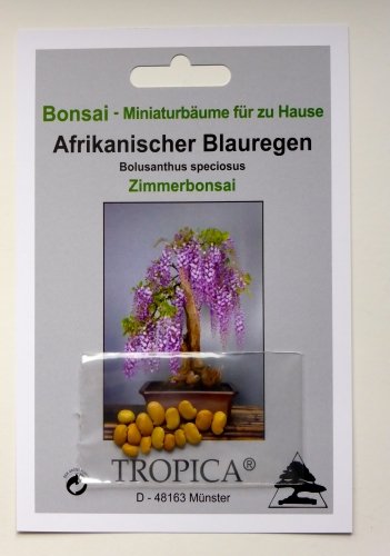 TROPICA – Bonsai – Afrikanischer Blauregen (Bolusanthus speciosus) – 15 Samen - 2