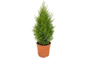 NATURGARDEN Ciprés California Goldcrest Wilma 45cm Planta Natural Interior y Exterior