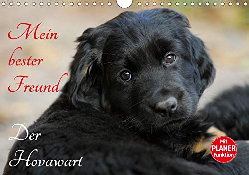 Mein bester Freund - Der Hovawart (Wandkalender 2020 DIN A4 quer)