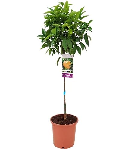 Mandarino HERNANDINA O CLEMENTINA - Plantón De 1 Metro - Árbol Frutal Listo Para Plantar