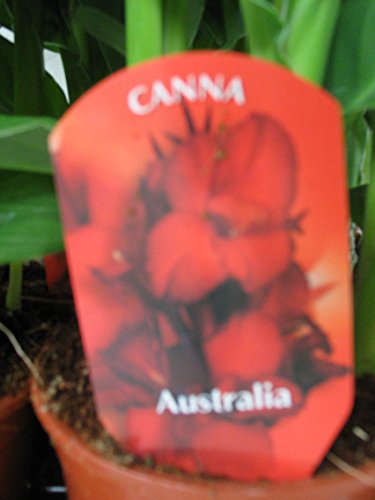 1 Pflanze Canna 40cm, /-,Blumenohr, Gartenpflanze, Kübelpflanze - 3