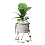 ✿ Añade color y anima tu espacio de vida con plantas interiores como pequeñas suculentas, plantas de aire, mini cactus, suculentas artificiales, sedos de imitación y otras plantas y flores artificiales.