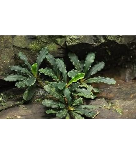 AquaNature Tissue Culture Bucephalandra Sp SIntang MK-106 : Amazon