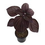 perilla planta  Perilla Común 10cm Planta Natural en Maceta Pequeña Perilla Frutescens