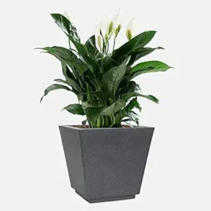 YUCCABE ITALIA Fox B GK 12 Inches Grey Square Planter Suitable for Indoor and Outdoor