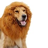 mascota melena de león es la melena más realista y mejor ajuste para los animales domésticos león-Dé vuelta a su precioso perro en un rey curiosamente feroz de la selva en un instante