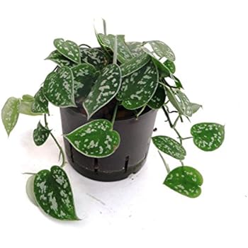 Zimmerpflanze - Philodendron scandens - Baumfreund - in